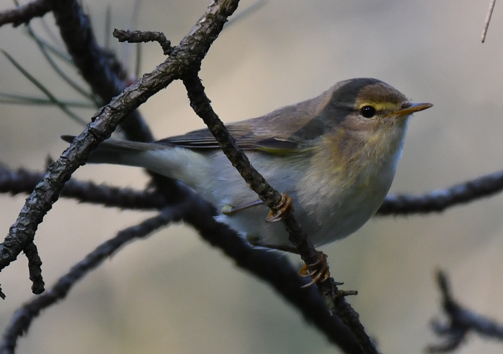 Wood Warbler