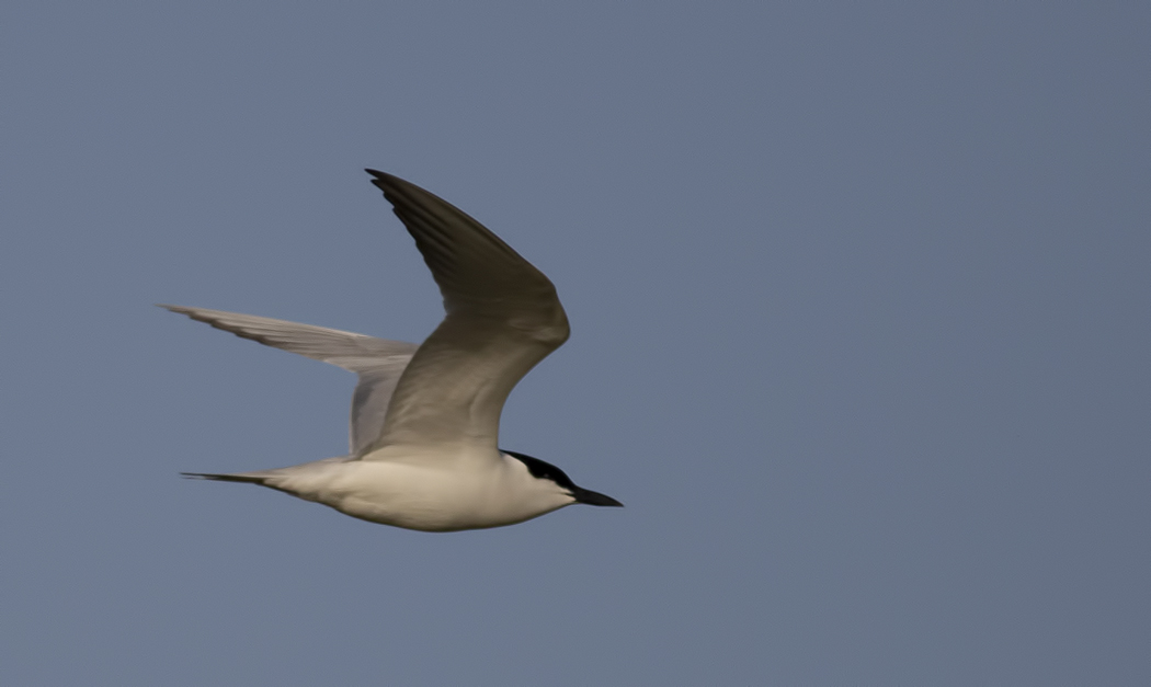 Gull-billed Tern