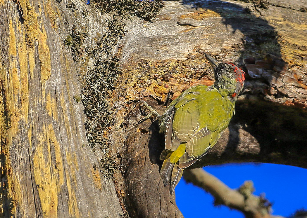 European Green Woodpecker