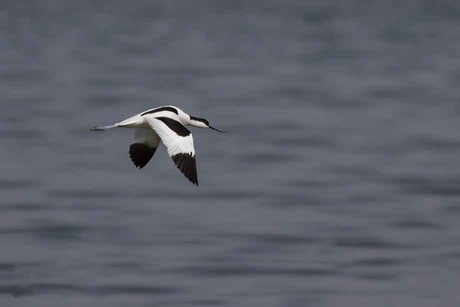 Pied Avocet