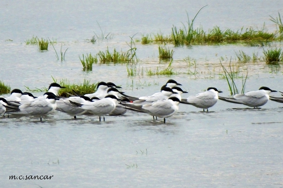 Gull-billed Tern