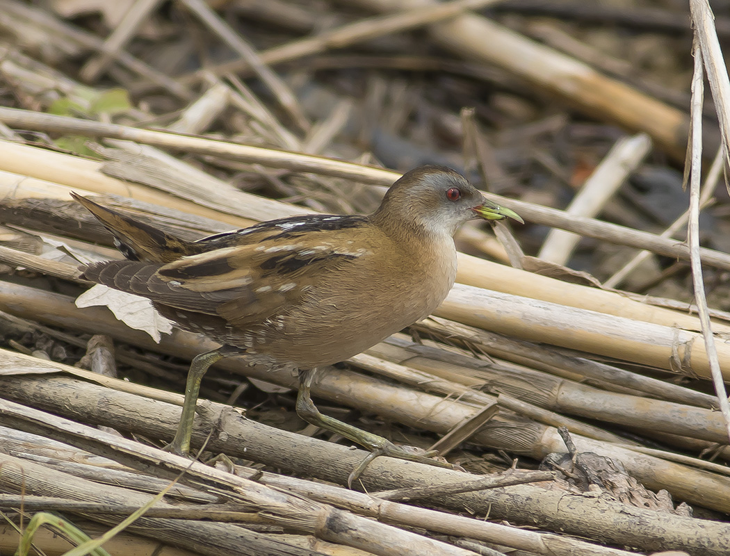 Little Crake