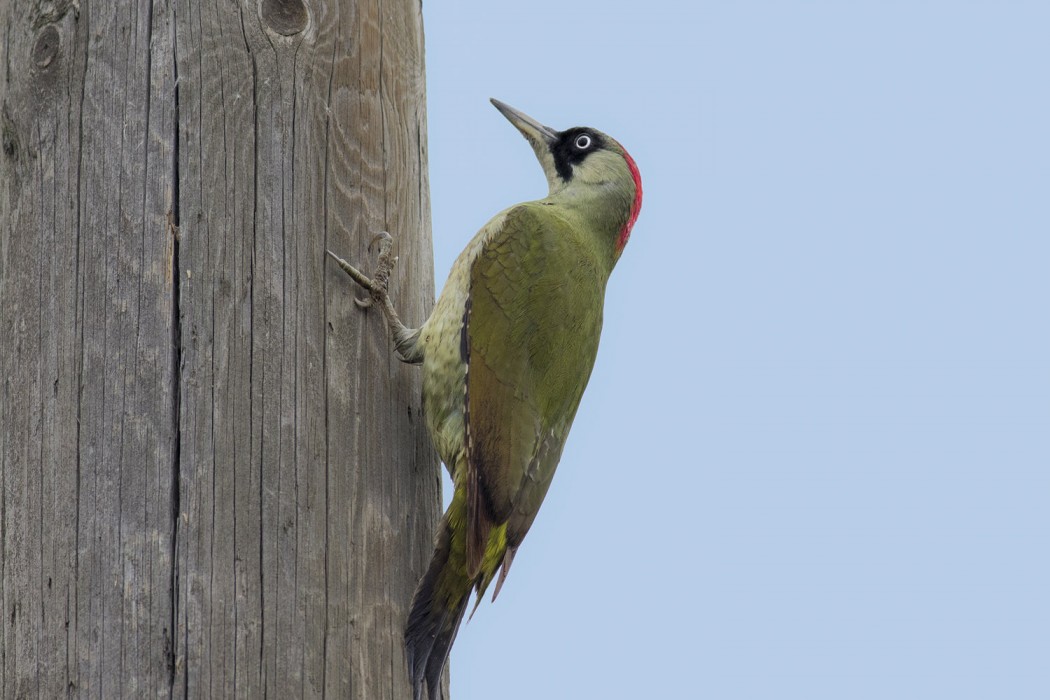 European Green Woodpecker