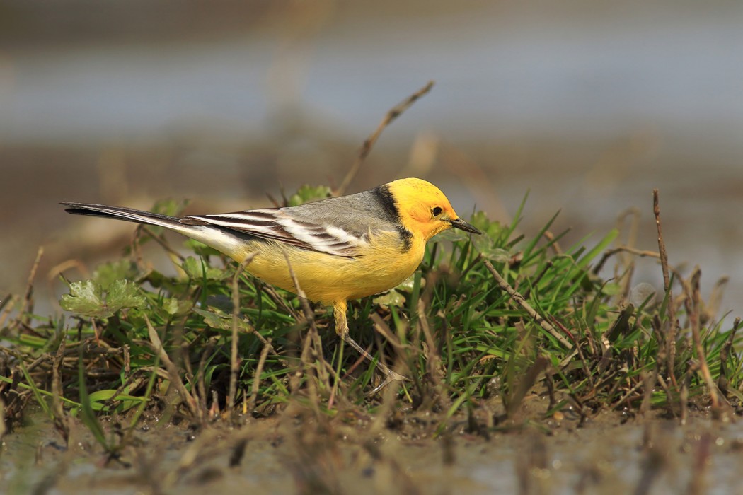 Citrine Wagtail