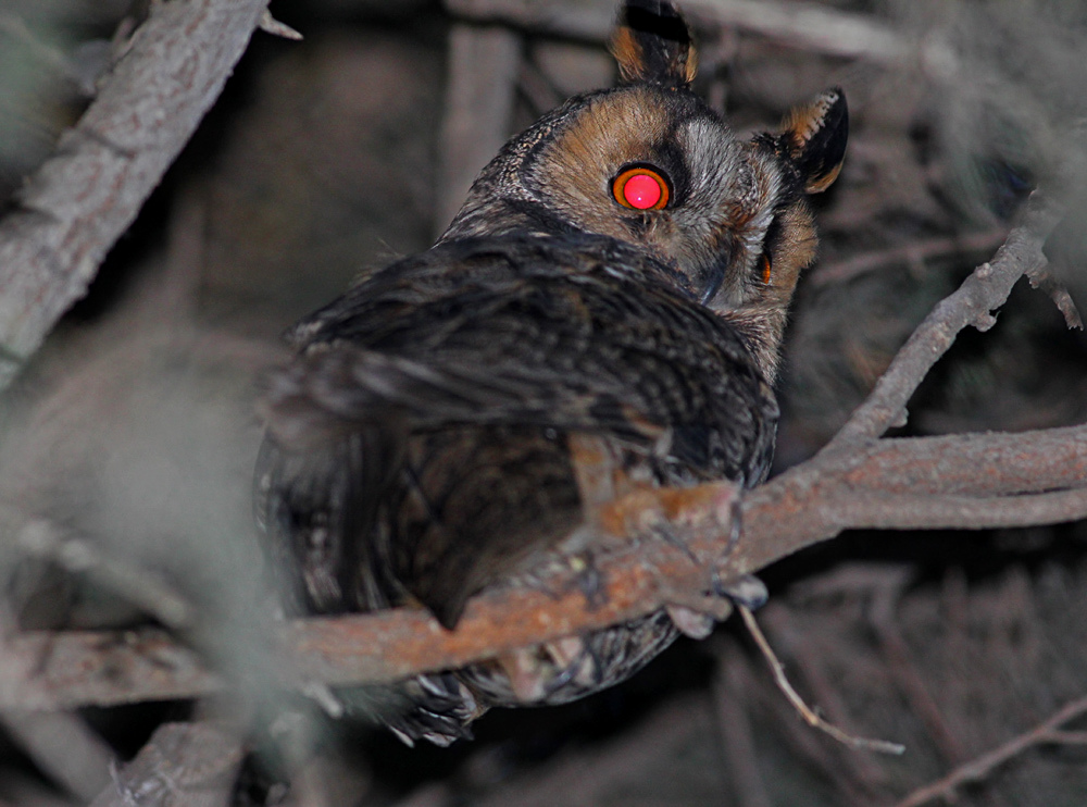 Long-eared Owl
