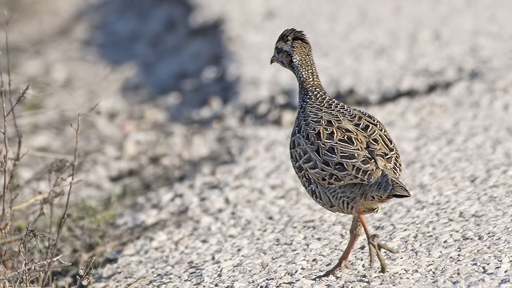 Black Francolin