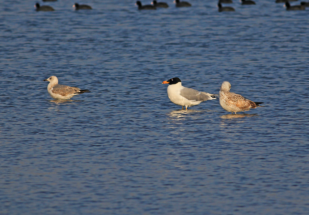 Pallas`s Gull