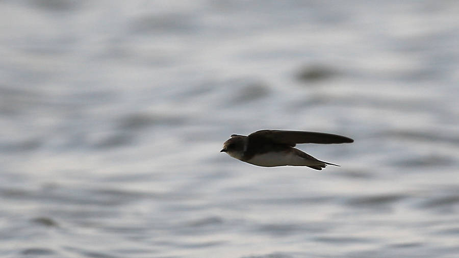 Sand Martin