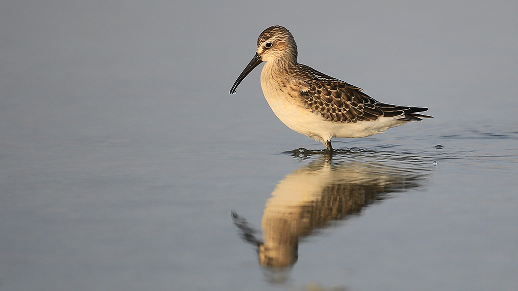 Curlew Sandpiper