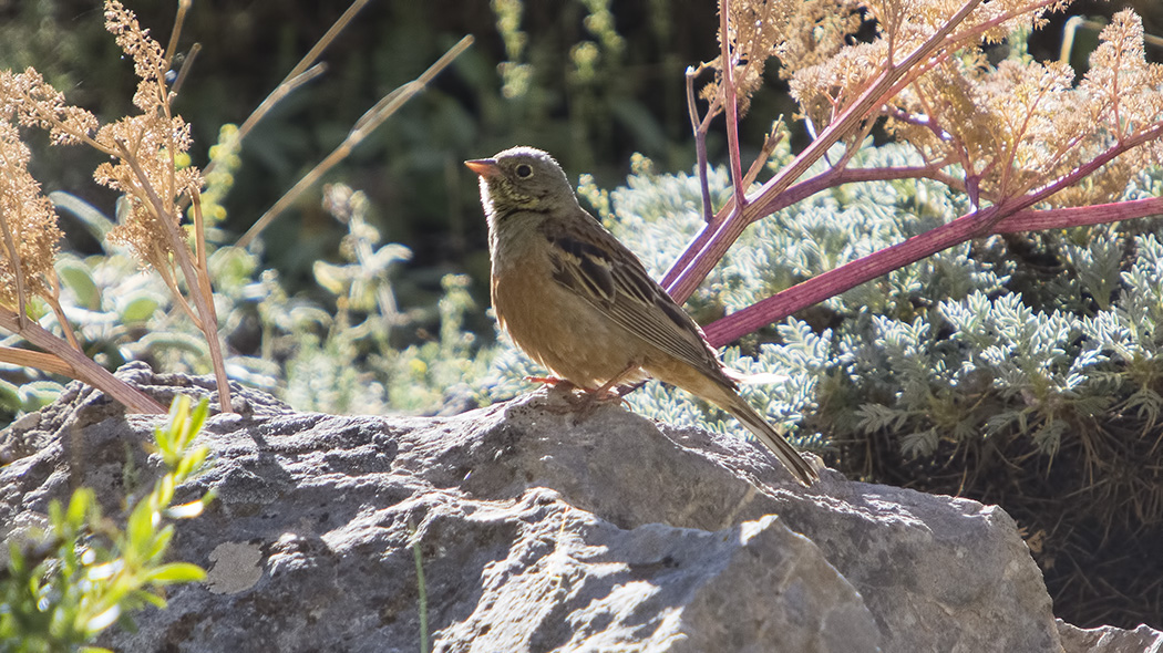 Ortolan Bunting