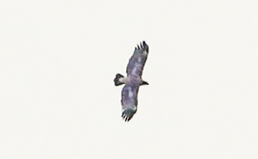 Steppe Eagle