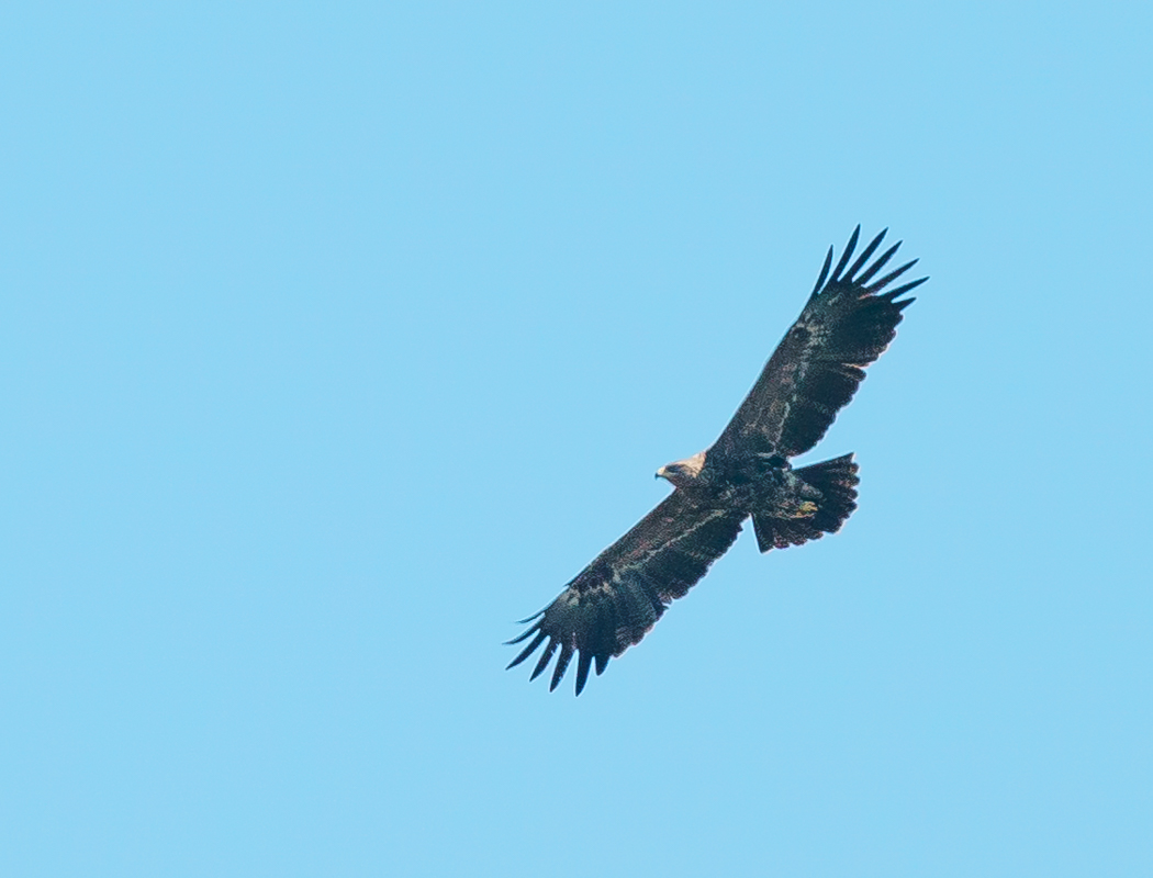 Steppe Eagle