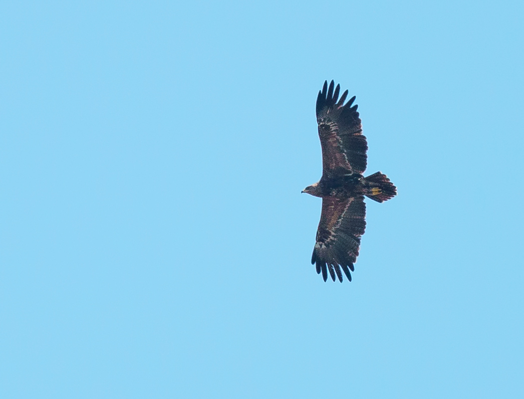 Steppe Eagle