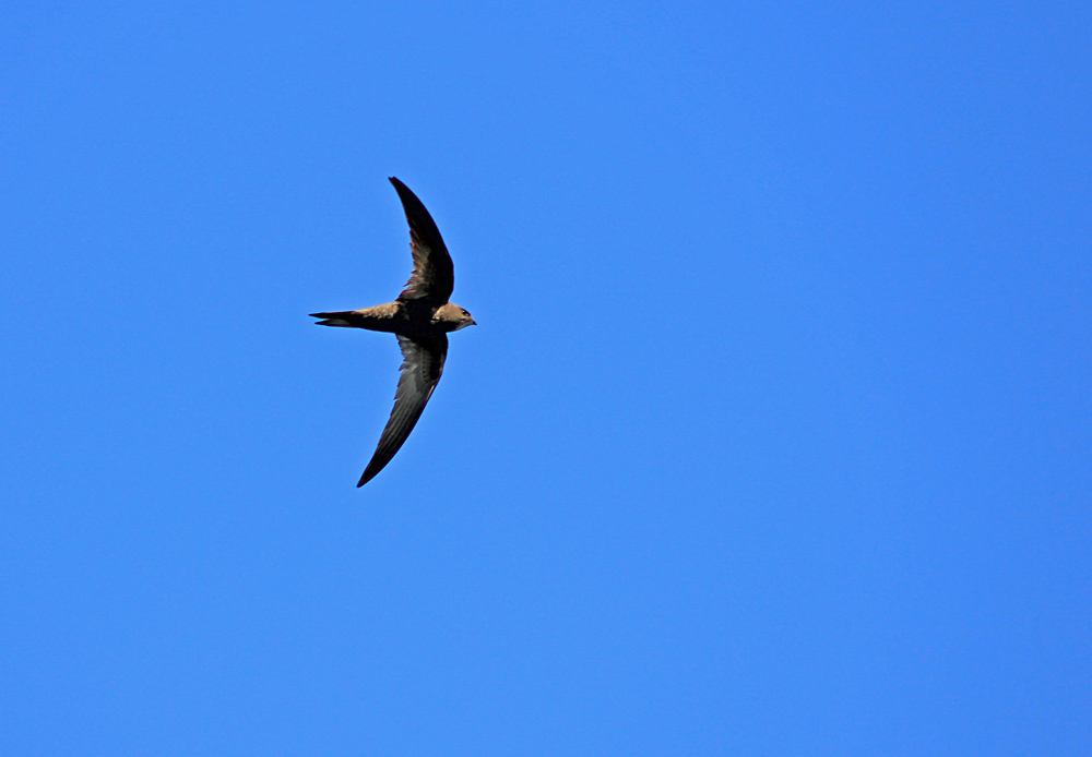 Common Swift