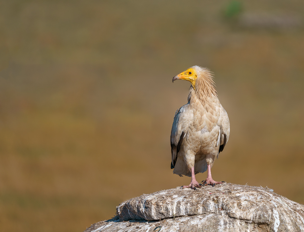 Egyptian Vulture
