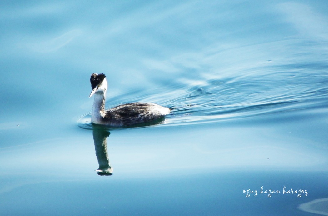 Great Crested Grebe