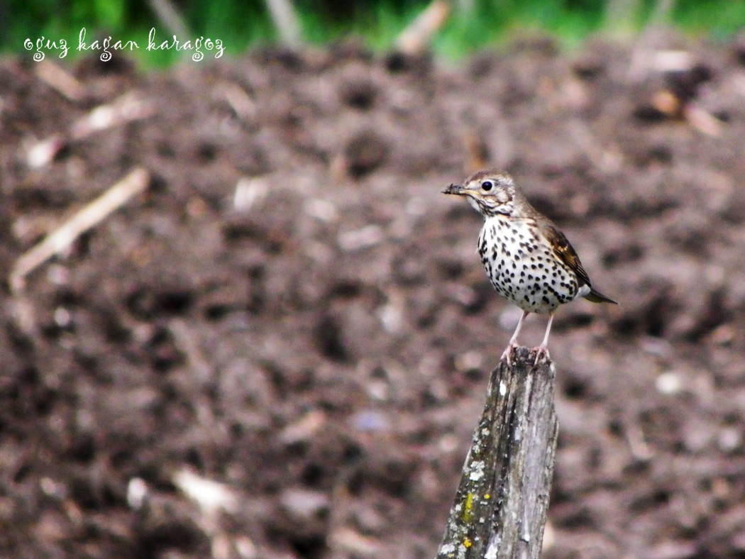 Song Thrush