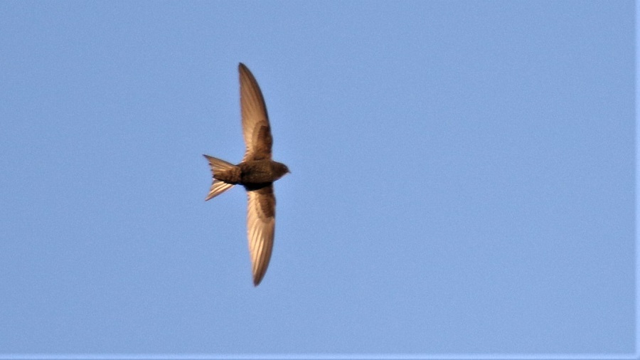 Common Swift