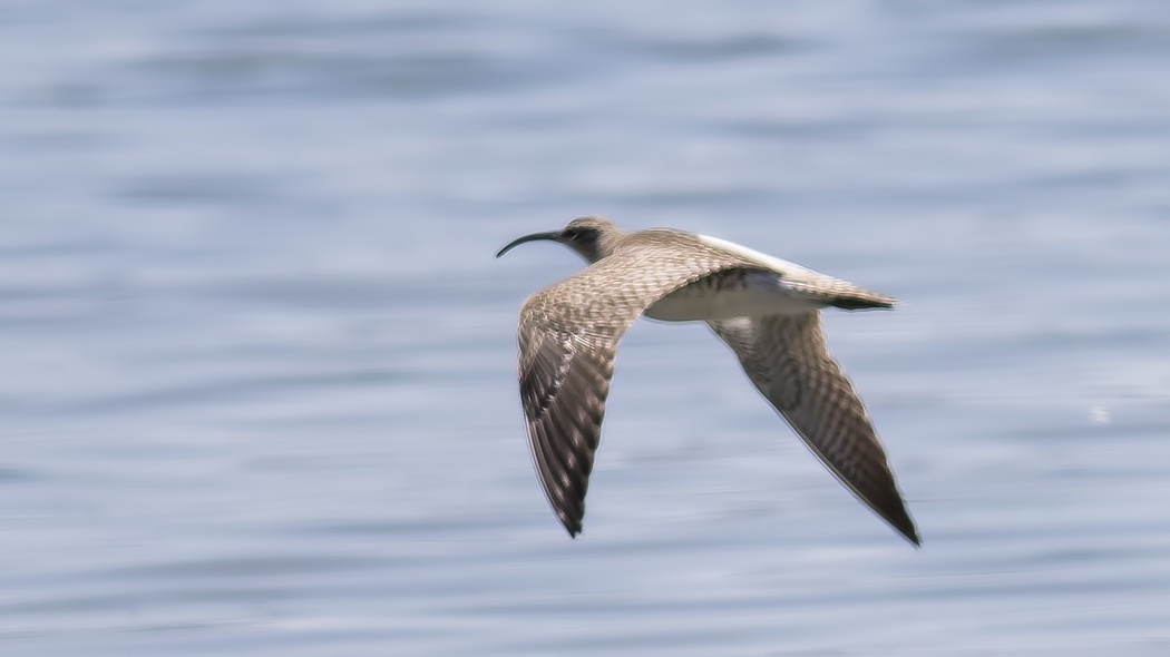 Eurasian Whimbrel