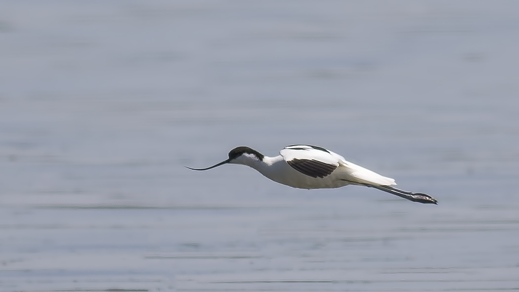 Pied Avocet