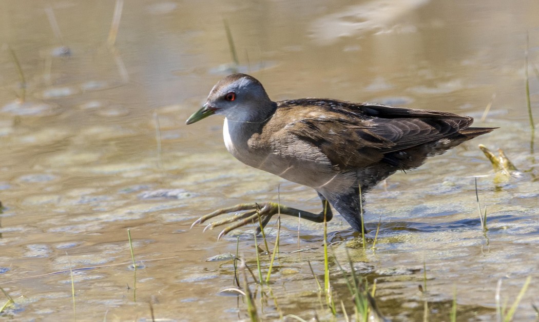 Little Crake