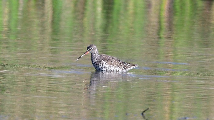 Spotted Redshank