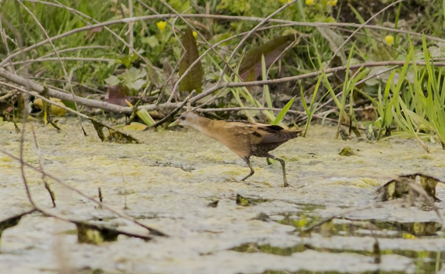Little Crake