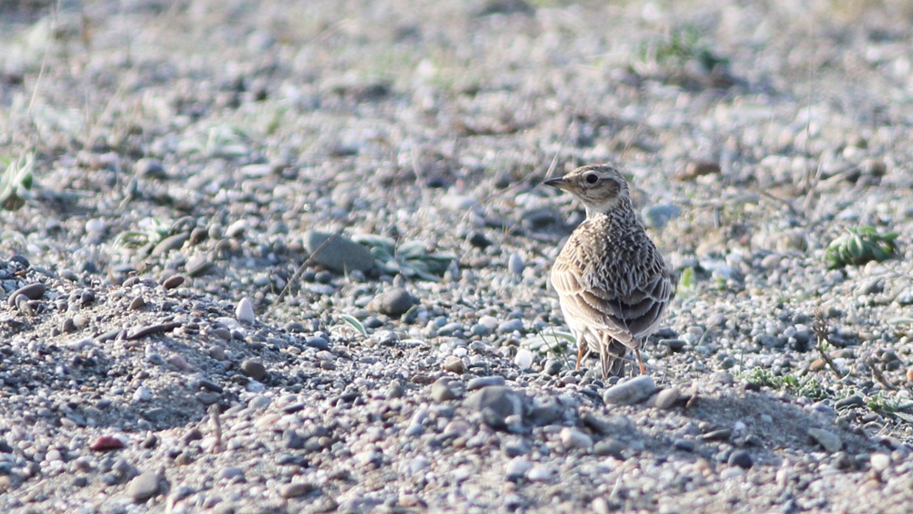Eurasian Skylark
