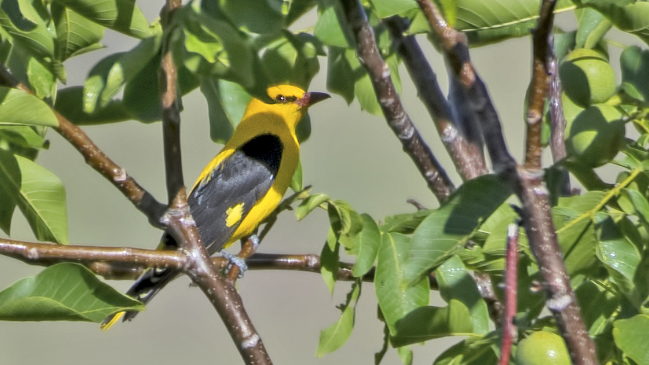 Eurasian Golden Oriole