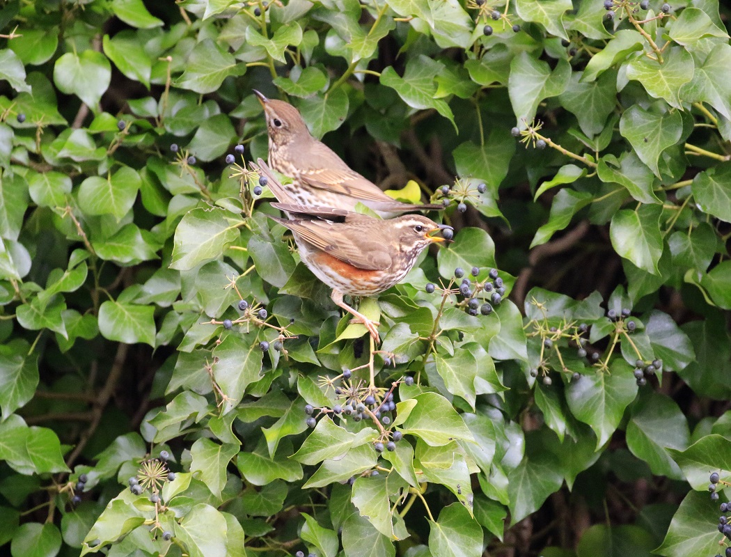 Redwing