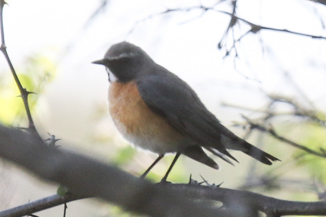 White-throated Robin