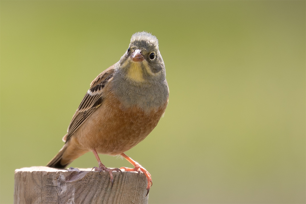 Ortolan Bunting