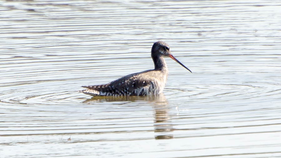 Spotted Redshank