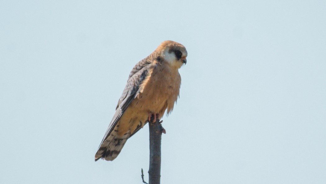 Red-footed Falcon