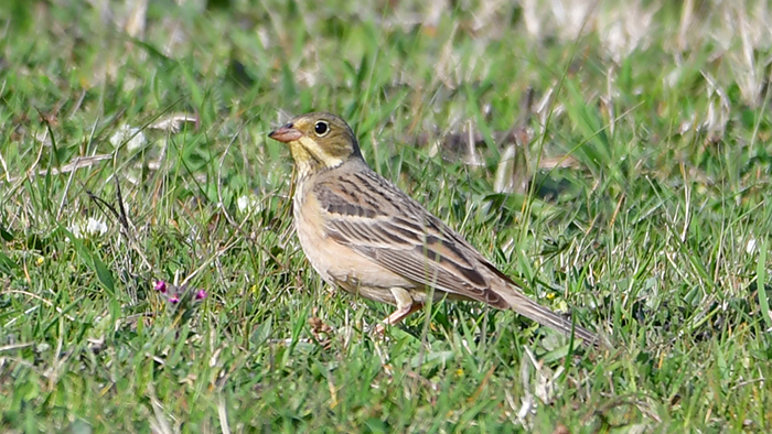 Ortolan Bunting