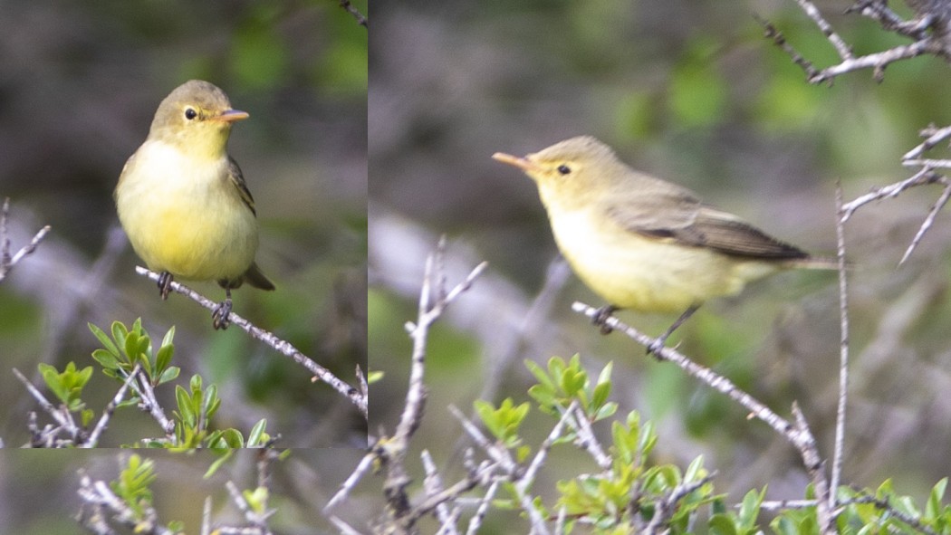 Icterine Warbler
