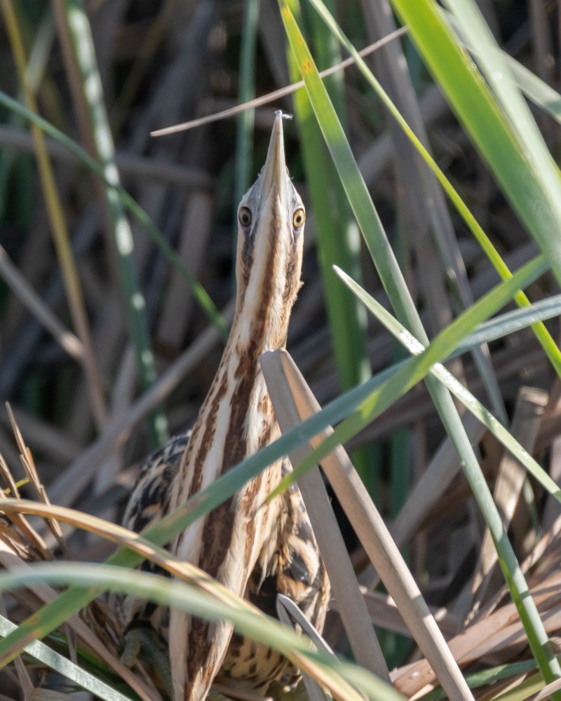 Eurasian Bittern