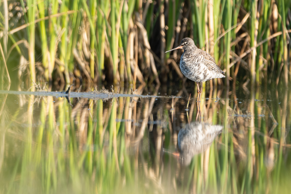 Spotted Redshank