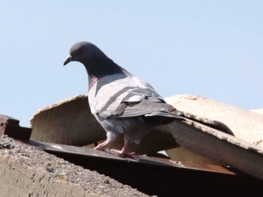 Rock Dove