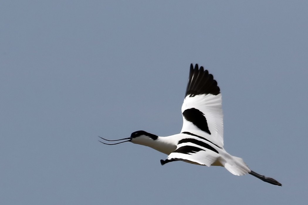 Pied Avocet