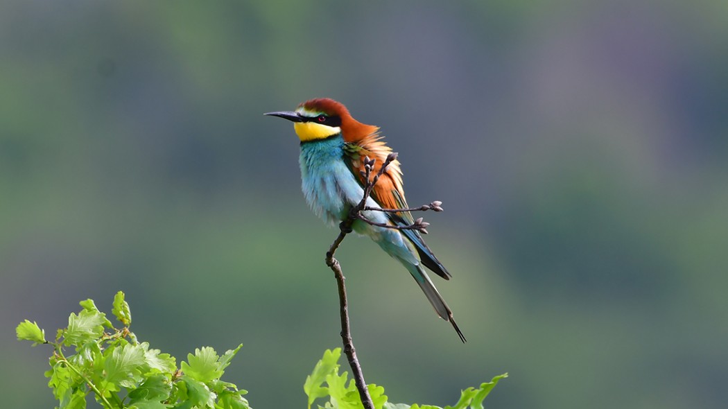 European Bee-eater