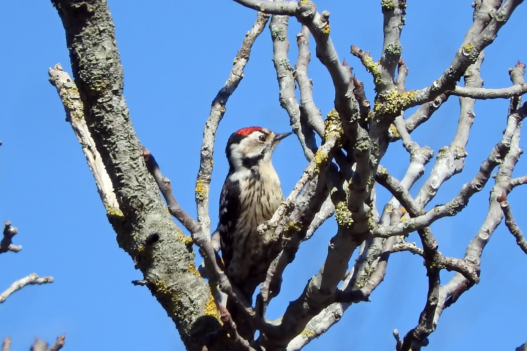 Lesser Spotted Woodpecker