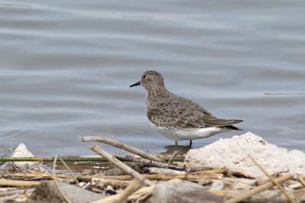 Temminck`s Stint