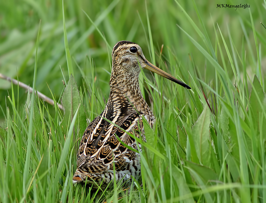Great Snipe