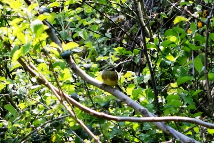 Cirl Bunting