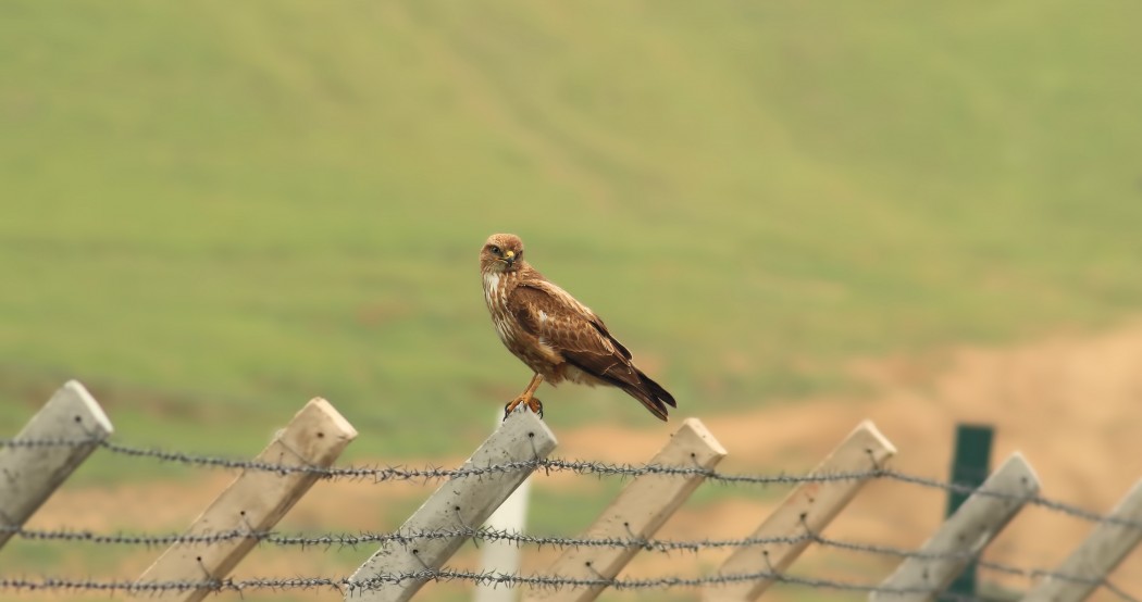 Common Buzzard