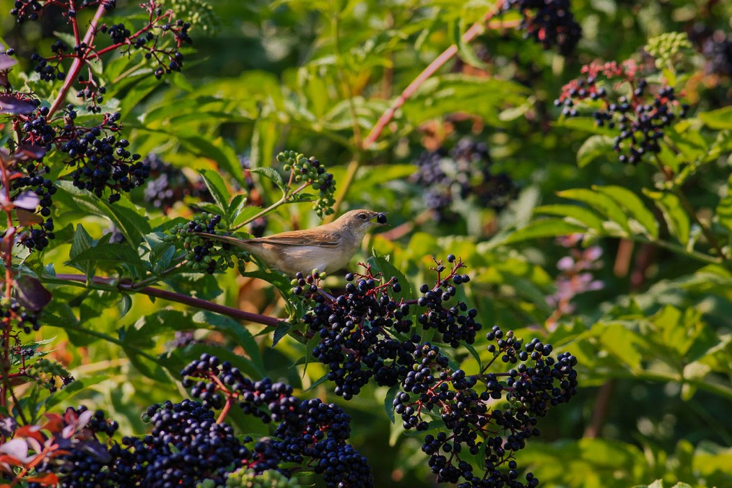 Common Whitethroat