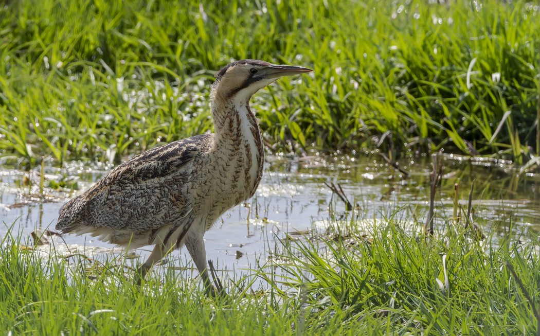 Eurasian Bittern