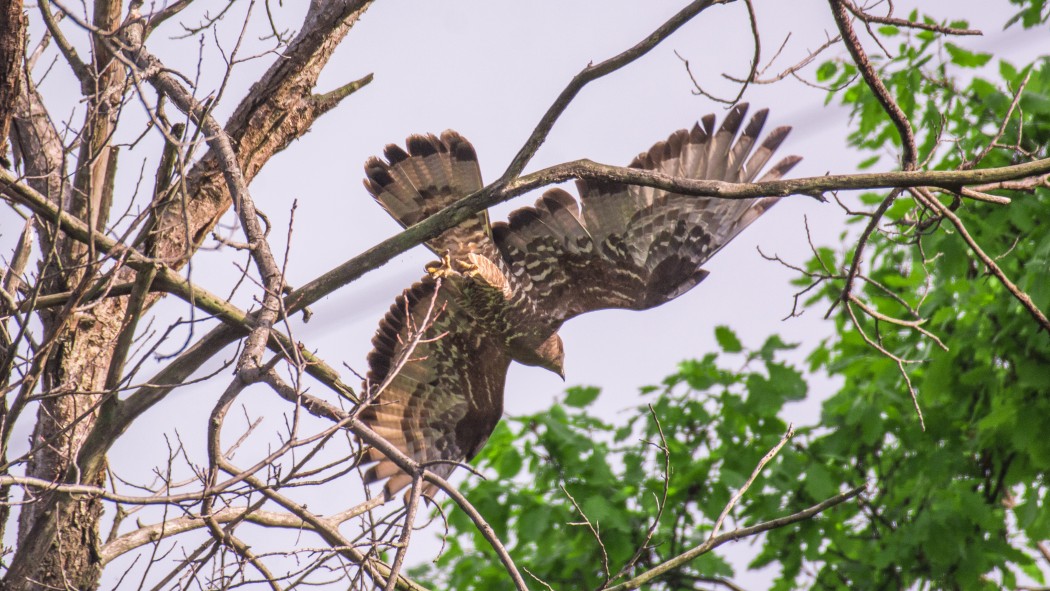 European Honey Buzzard