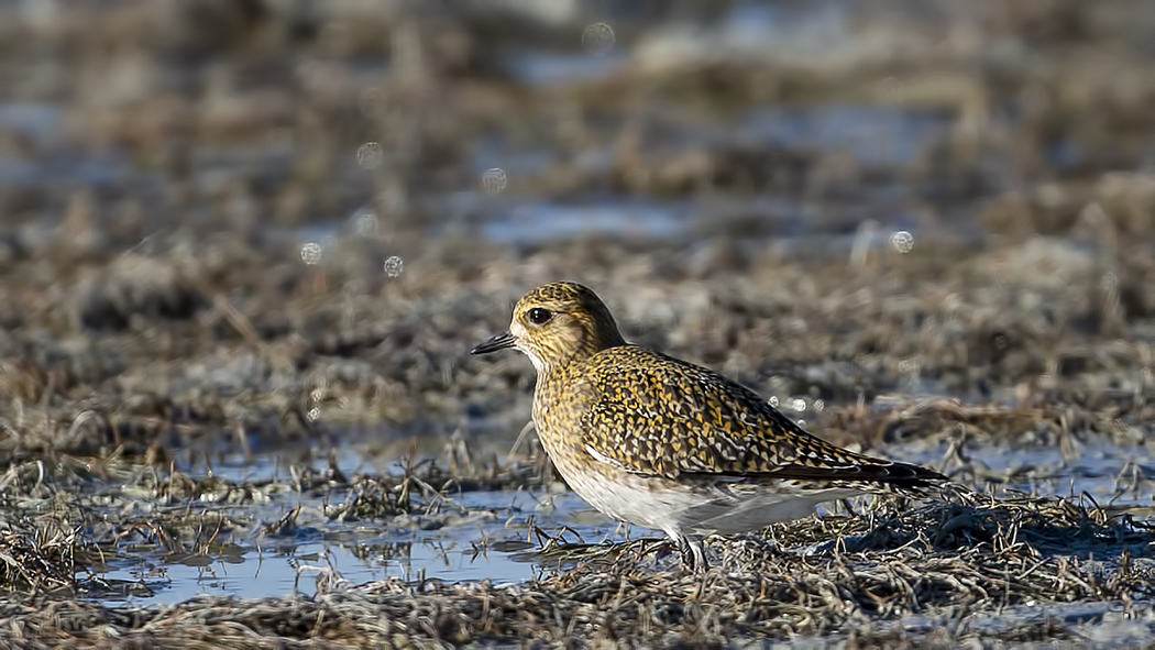 European Golden Plover